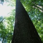 Nová generácia lesa je formovaná svetlom a tieňom najvyšších korún.